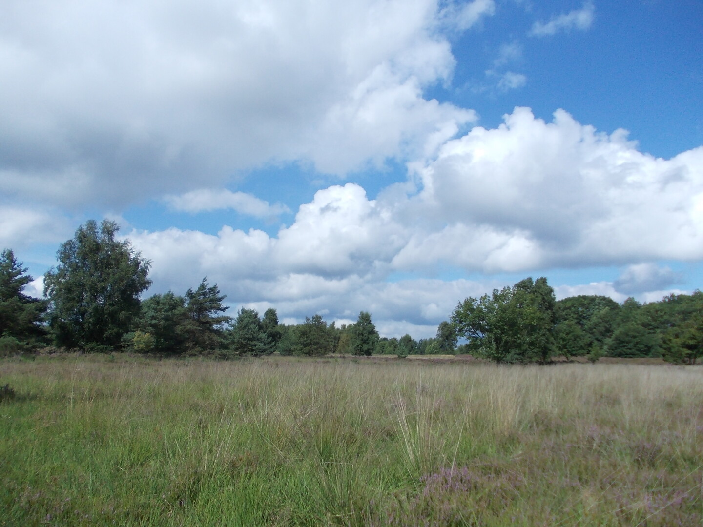 Ook in dit gebied wordt heide verdrongen door grassen