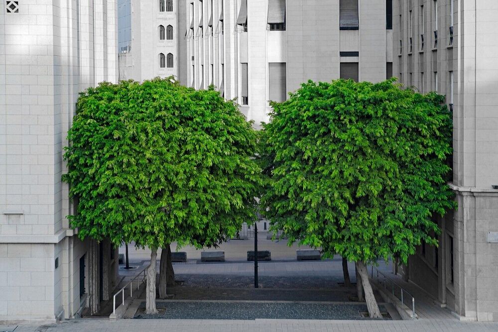 Themacafé 'Bomen als Bondgenoten'