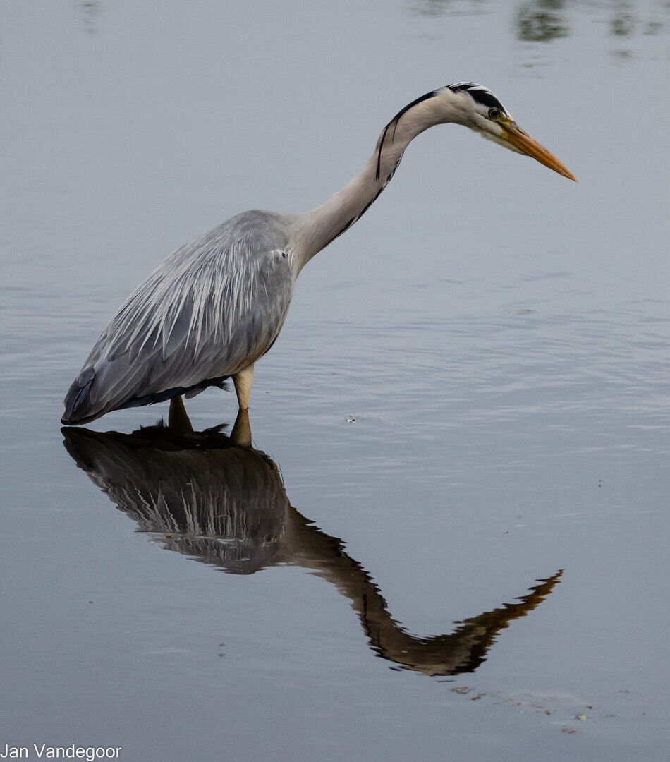 Lezing: Biodiversiteit in Haspengouw