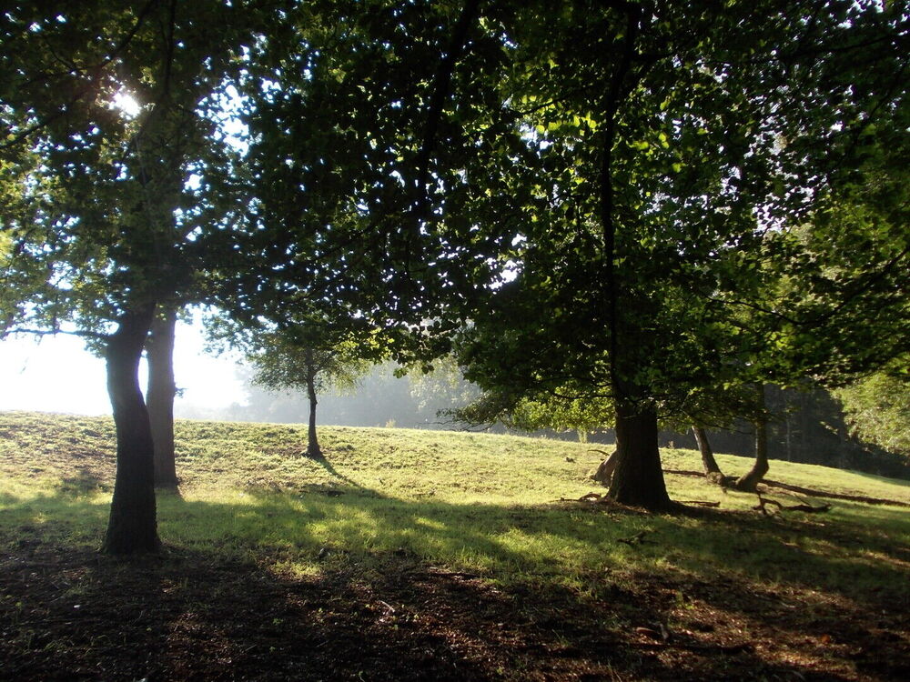 Bescherming van bomen dankzij rechtspraak