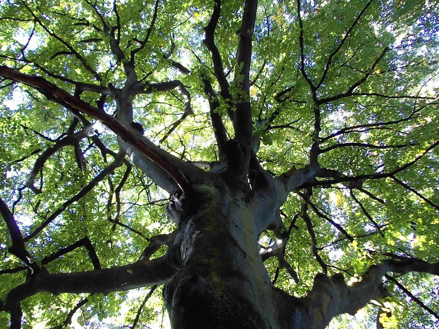 Themacafé 'Bomen als Bondgenoten'