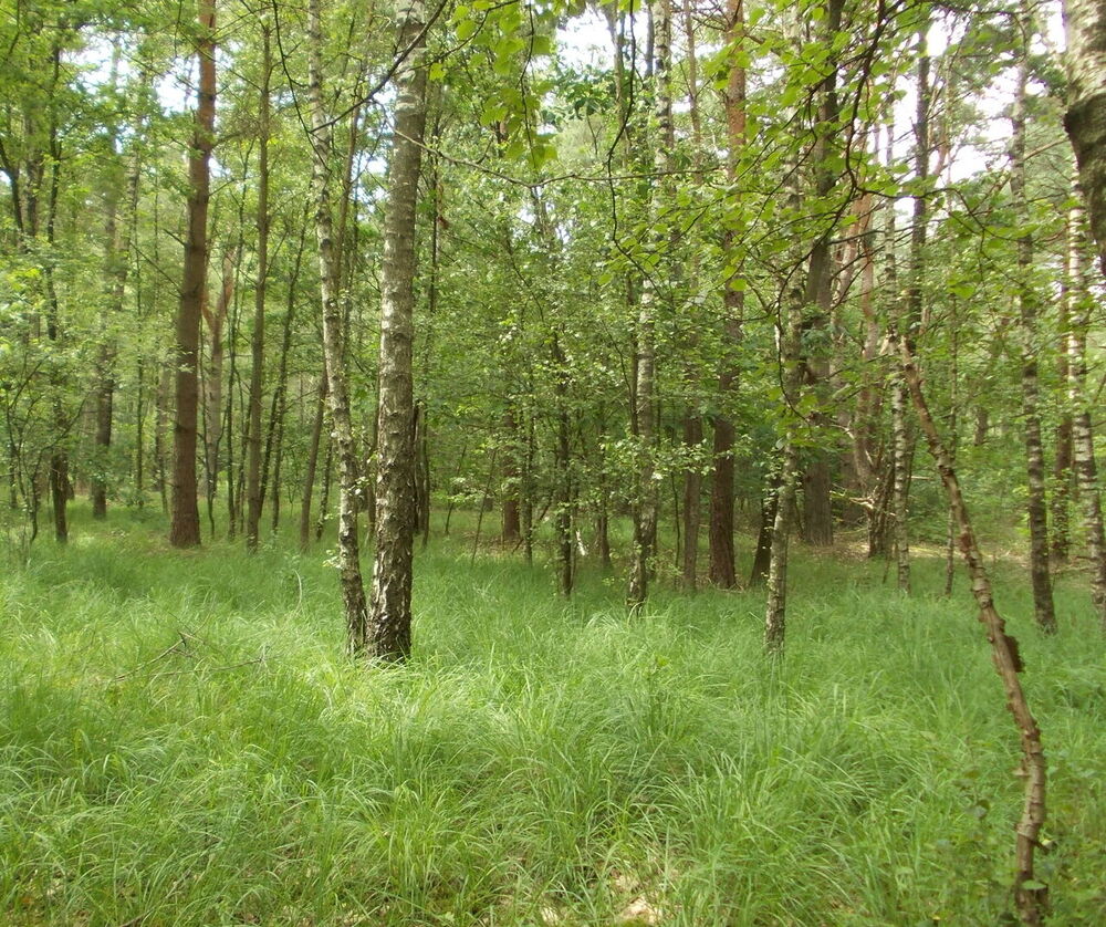 4000 ha extra bos