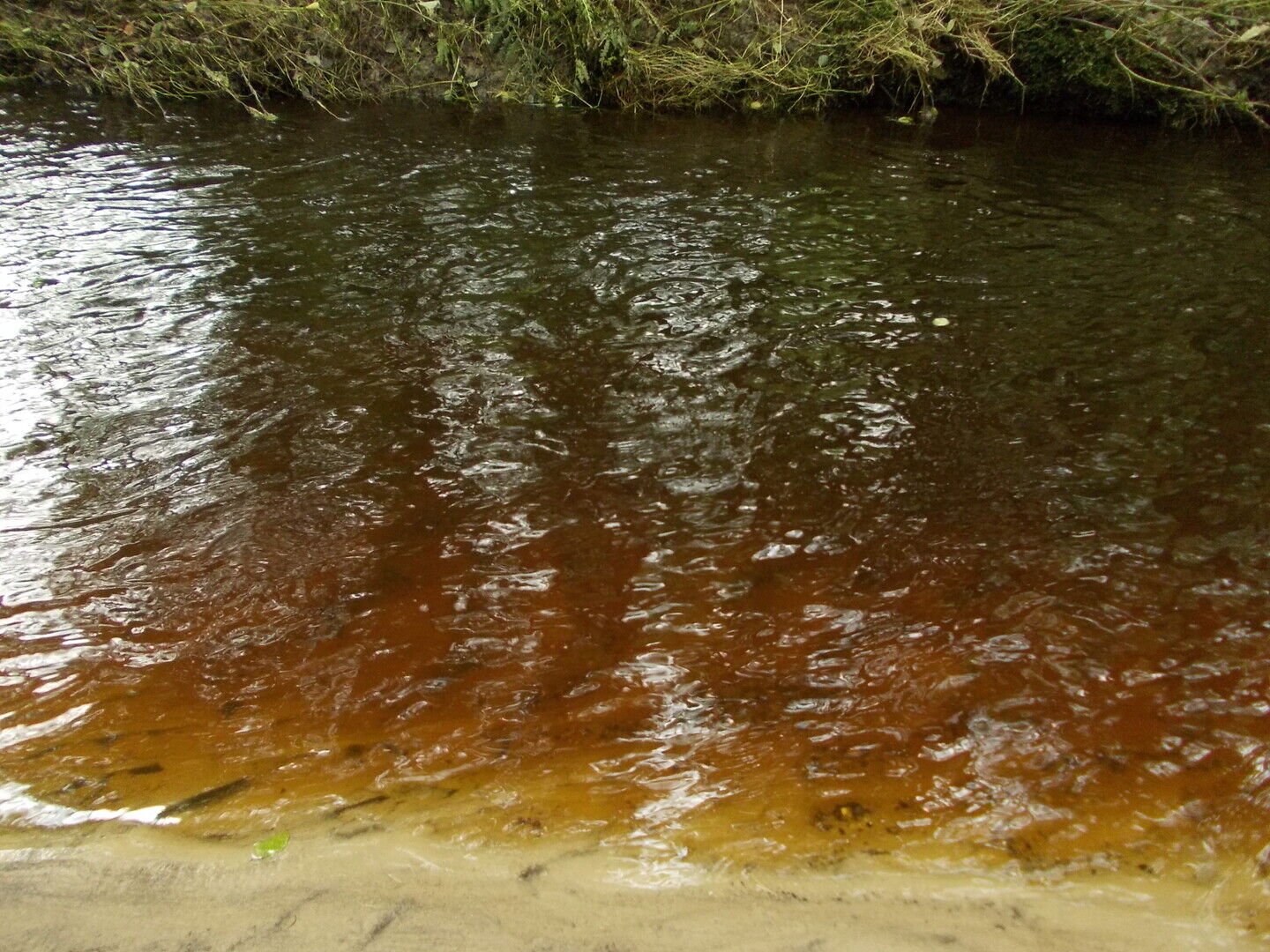 Organisaties luiden de noodklok voor de Dommel