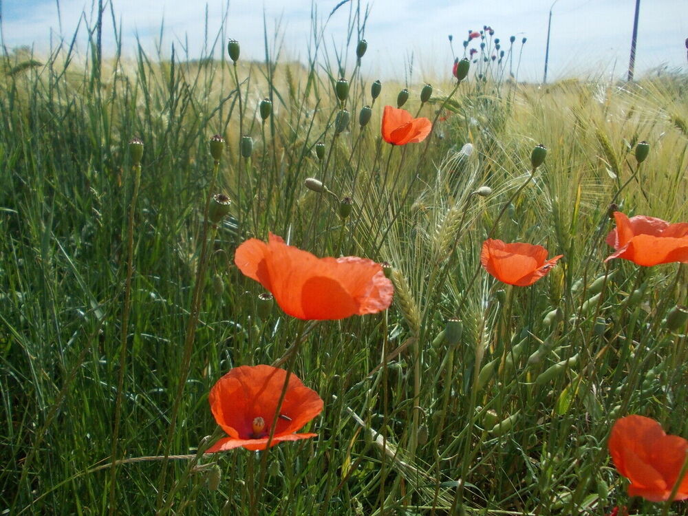 Landbouw