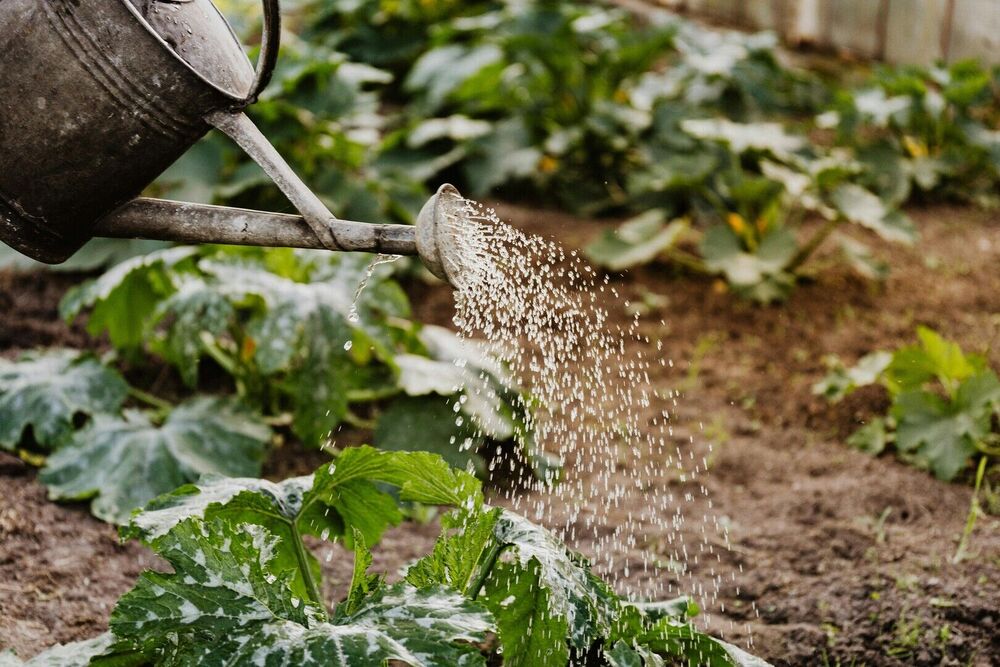 Online infosessie - Watervriendelijke tuin: opvang en hergebruik - Geannuleerd