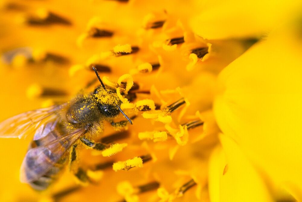 Natuur- en milieuorganisaties dagvaarden Vlaamse Regering in Pesticidenzaak