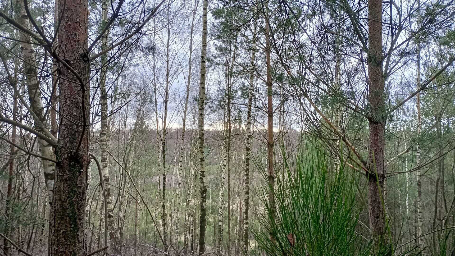 Voordracht: Wasberen, schattig maar schadelijk - door Frederik Thoelen